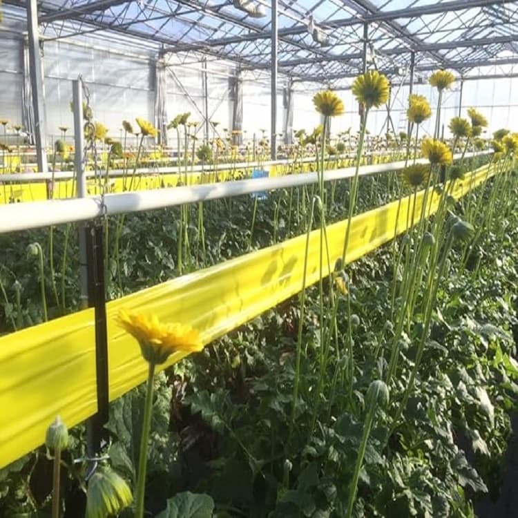 Yellow sticky tape in greenhouse Yellow sticky tape in greenhouse