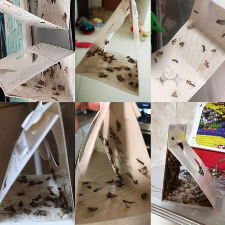 Moth trap effective ness