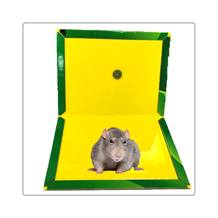 trap for mouse