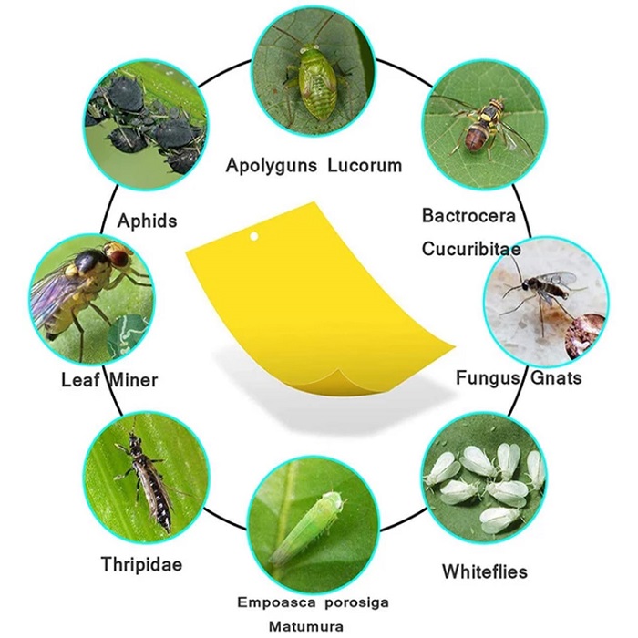 Yellow sticky traps usness