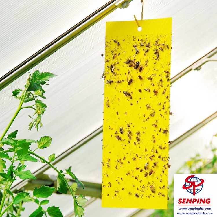 yellow sticky traps for plants