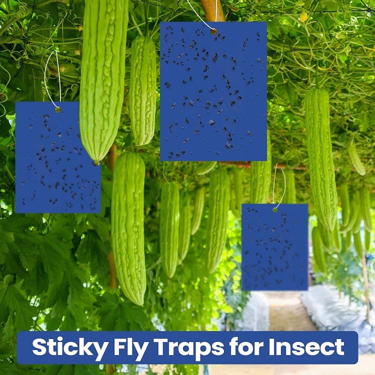 blue sticky cards useness blue sticky cards useness