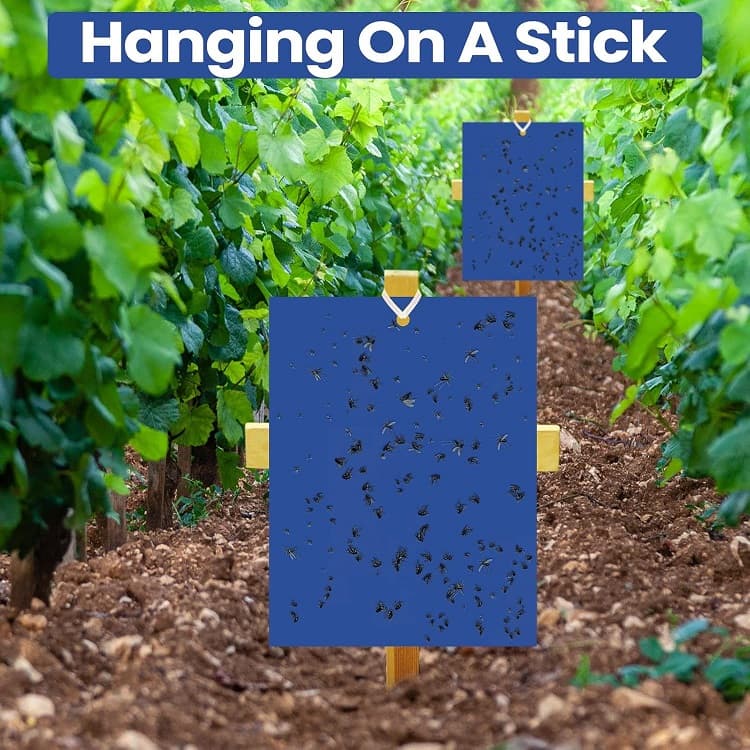 blue sticky cards application blue sticky cards application