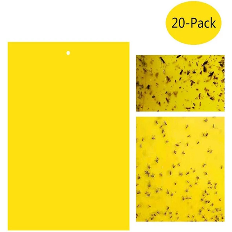 How to Use fruit fly glue trap to Control Fungus Gnats？