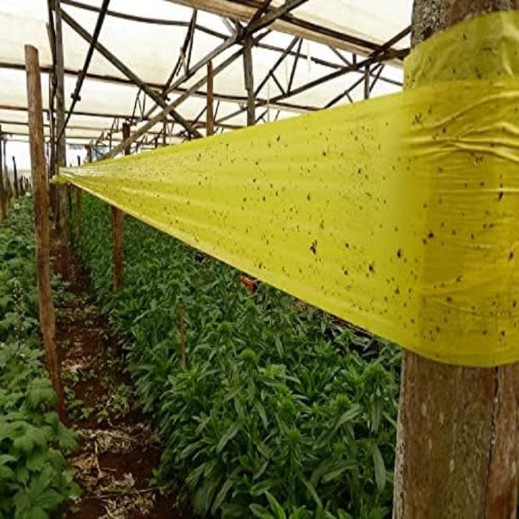 How to Monitor Greenhouse Pests Using Fruit Fly Yellow Sticky Trap？