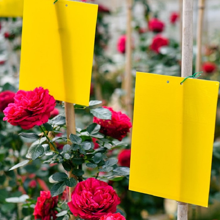 Use of Yellow Sticky Trap: What I Wish I'd Known Before Wasting Money on Sprays